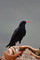 Alpine chough (Pyrrhocorax graculus) standing on roof tiles, this bird is nesting in an old house. Spain