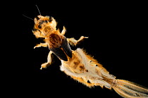 Aquatic larva of the Long-tailed / Tisza mayflies (Palingania longicauda) live in the clay of the river Tisza, Hungary, Central Europe. This larva is  three years of age, 10 centimetres in length, an...