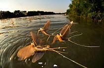 Male and female Long-tailed / Tisza mayfly (Palingania longicauda) mating, River Tisza, Hungary, Central Europe. June