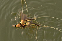 Male Long-tailed / Tisza mayfly (Palingania longicauda) attempting to mate, mistaking immature males for females, River Tisza, Hungary, Central Europe. June