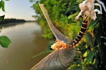 Male Long-tailed / Tisza mayfly (Palingania longicauda) concludes its last moult. By starting to fly hard towards the river the mayfly pulls its long caudal tails out of the old skin which will be lef...