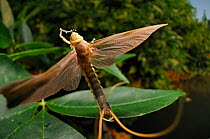 Immediately after hatching from their aquatic larval skin the subadult male Long-tailed / Tisza mayfly (Palingania longicauda) flies towards the river bank to land on a leaf. Here it will undergo its...