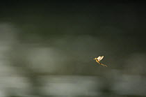 Immediately after hatching from their aquatic larval skin the subadult male Long-tailed / Tisza mayfly(Palingania longicauda) flies towards the river bank to land on a leaf. Here it will undergo its l...