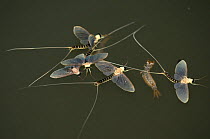 Just three hours after they hatch from the water and moult into mature adults, the male Long-tailed / Tisza mayfly (Palingenia longicauda) perish. Adult mayflies have no mouth opening and no guts. The...