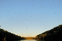 Female Long-tailed / Tisza mayfly (Palingani a longicauda) rise up in the air soon after mating, where they form huge swarms and are out of range from males still searching for mates close to the wate...