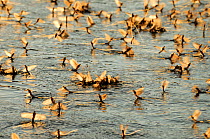 Mating swarm of Long-tailed / Tisza mayfly (Palingenia longicauda) Tisza river, Hungary. Every female is approached by several mature males. Eventually the female mates with one of them on the water s...