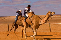 Dromedary Camels (Camelus dromedarius) in camel race. Marree, South Australia, July 2009