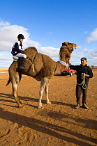 Jockey riding a Dromedary Camel (Camelus dromedarius) in camel race. Marree, South Australia, July 2009