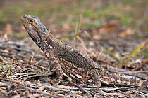 Common Bearded Dragon / Eastern Bearded Dragon (Pogona barbata) warming in sun, Bundaberg, Queensland, Australia.