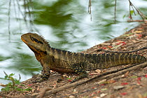 Adult male Eastern Water Dragon (Physignathus leseurii) sunning beside edge of lake, Botanical Gardens, Bundaberg, Queensland, Australia.
