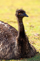 Emu (Dromaius novaehollandiae) resting on the ground in the heat of the afternoon.  Lone Pine Sanctuary, Brisbane, Queensland, Australia. Captive.