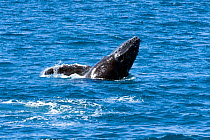 Young Humpback whale (Megaptera novaeangliae)breaching as an evasive tactic against predators on its journey south to the Antartic with its mother. Humpbacks rest in Hervey Bay on their migration back...