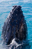 Humpback Whale (Megaptera novaeangliae) spyhopping near boat, Hervey Bay, Queensland, Australia