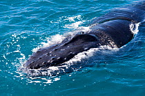 Humpback Whale (Megaptera novaeangliae) surfacing for air, exposing its blowhole. Hervey Bay, Queensland, Australia