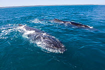 Two young male Humpback Whales (Megaptera novaeangliae) surfacing for air, Hervey Bay, Queensland, Australia