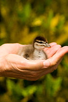 Wood duck (Aix sponsa) ducking held in hand, Australia