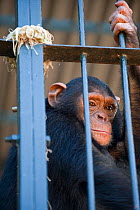 Young Chimpanzee (Pan troglodytes) named Afrika, behind bars, Ngamba Island Chimpanzee Sanctuary. Uganda, Africa. Captive. June 2009.