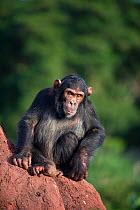 Chimpanzee (Pan troglodytes) Ngamba Island Chimpanzee Sanctuary, Uganda, Africa. Digitally removed fence post in background. June 2009.