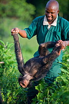 Young Chimpanzee (Pan troglodytes) named Afrika playing with Paul Nyenje (Caretaker) Ngamba Island Chimpanzee Sanctuary, Uganda, Africa, Captive, June 2009, model released