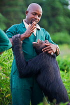 Young Chimpanzee (Pan troglodytes) named Afrika playing with Paul Nyenje (Caretaker) Ngamba Island Chimpanzee Sanctuary, Uganda, Africa, Captive, June 2009. model released
