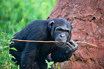 Rescued Chimpanzee (Pan troglodytes) sub-adult female licking honey off of twig during exercise to teach chimpanzees how to use twigs as tools for fishing honey out of hole in termite mound. Ngamba Is...