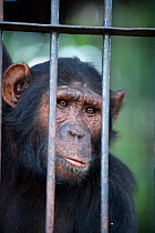 Rescued Chimpanzee (Pan troglodytes) within cage, Ngamba Island Chimpanzee Sanctuary, Uganda, Africa. Captive, June 2009.