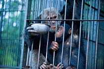 Rescued Chimpanzees (Pan troglodytes) adult and juvenile in sleeping area, with bowl of warm Posho meal. Ngamba Island Chimpanzee Sanctuary, Uganda, Africa. Captive, June 2009.