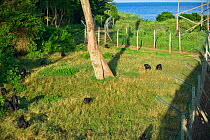 Rescued Chimpanzees (Pan troglodytes) within fenced area, Ngamba Island Chimpanzee Sanctuary, Uganda, Africa. Captive, June 2009.