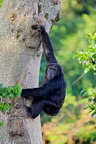 Rescued Chimpanzee (Pan troglodytes) climbing tree, Ngamba Island Chimpanzee Sanctuary, Uganda, Africa. Captive, June 2009.