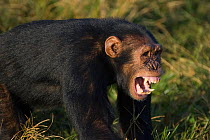 Rescued Chimpanzee (Pan troglodytes) showing aggressive behaviour, Ngamba Island Chimpanzee Sanctuary, Uganda, Africa. Captive, June 2009.