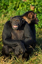 Rescued Chimpanzees (Pan troglodytes) showing fearful expressions, Ngamba Island Chimpanzee Sanctuary, Uganda, Africa. Captive, June 2009.