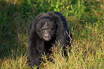Rescued Chimpanze (Pan troglodytes) walking  in grassland, Ngamba Island Chimpanzee Sanctuary, Uganda, Africa. Captive, June 2009.
