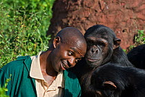 Rescued Chimpanzees (Pan troglodytes) playing with  Fred Nizeyimana (Veterinarian) Ngamba Island Chimpanzee Sanctuary, Uganda, Africa. Captive, June 2009. model released, *Digitally removed single twi...
