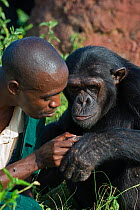 Rescued Chimpanzee (Pan troglodytes) with Fred Nizeyimana (Veterinarian) grooming, Ngamba Island Chimpanzee Sanctuary, Uganda, Africa. Captive, June 2009. model released