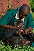 Rescued Chimpanzee (Pan troglodytes) playing with  Fred Nizeyimana (Veterinarian) Ngamba Island Chimpanzee Sanctuary, Uganda, Africa. Captive, June 2009. model released