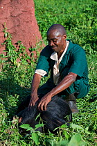 Rescued Chimpanzee (Pan troglodytes) playing with Fred Nizeyimana (Veterinarian) Ngamba Island Chimpanzee Sanctuary, Uganda, Africa. Captive, June 2009. model released