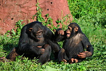 Rescued infant chimpanzee (Pan troglodytes) playing with female chimp, who acts as a surrogate mother in the infant integration program which introduces new infants into established groups. Ngamba Isl...