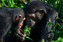 Rescued infant chimpanzee (Pan troglodytes) playing with female chimp, who acts as a surrogate mother in the infant integration program which introduces new infants into established groups. Ngamba Isl...
