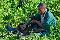 Rescued infant chimpanzee (Pan troglodytes) playing with Bruce Ainebyona (Caretaker) Ngamba Island Chimpanzee Sanctuary, Uganda, Africa. Captive, June 2009. model released