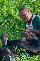 Rescued chimpanzee (Pan troglodytes) playing with Bruce Ainebyona (Caretaker) Ngamba Island Chimpanzee Sanctuary, Uganda, Africa. Captive, June 2009. model released