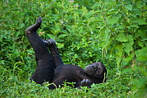 Sub-adult female chimpanzee (Pan troglodytes) named Ikuru, lying on her back, used as surrogate mother in infant integration programme. Ngamba Island Chimpanzee Sanctuary, Uganda, Africa. Captive, Jun...