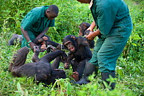Rescued infant chimpanzees (Pan troglodytes) playing with Bruce Ainebyona and Rodney Lemata (Caretakers) Ngamba Island Chimpanzee Sanctuary, Uganda, Africa. Captive, June 2009. model released
