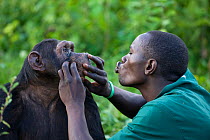 Rescued chimpanzees (Pan troglodytes) being groomed by  Rodney Lemata (Caretaker) Ngamba Island Chimpanzee Sanctuary, Uganda, Africa. Captive, June 2009. model released