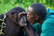 Rescued chimpanzees (Pan troglodytes) being groomed by  Rodney Lemata (Caretaker) Ngamba Island Chimpanzee Sanctuary, Uganda, Africa. Captive, June 2009. model released