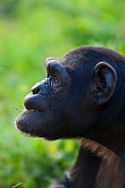 Portrait of sub-adult female Chimpanzee (Pan troglodytes) named Ikuru, used as surrogate in infant integration programme. Ngamba Island Chimpanzee Sanctuary, Uganda, Africa. Captive, June 2009.