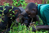 Rescued chimpanzees (Pan troglodytes) being shown by Rodney Lemata (Caretaker) how to use twigs as tools to catch insects. Ngamba Island Chimpanzee Sanctuary, Uganda, Africa. Captive, June 2009. model...