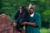 Rescued chimpanzees (Pan troglodytes) playing with  Bruce Ainebyona (Caretaker) Ngamba Island Chimpanzee Sanctuary, Uganda, Africa. Captive, June 2009. model released, Digitally removed fence post in...