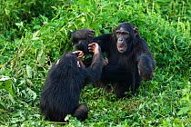 Rescued infant chimpanzee (Pan troglodytes) called Leo, plays with female chimp, who acts as a surrogate in the infant integration program, which integrates new infants into established groups Ngamba...