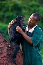 Rescued chimpanzee (Pan troglodytes) playing with  Bruce Ainebyona (Caretaker) Ngamba Island Chimpanzee Sanctuary, Uganda, Africa. Captive, June 2009. model released, *Digitally removed fence post in...