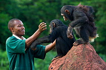 Rescued chimpanzees (Pan troglodytes) playing with  Bruce Ainebyona (Caretaker) Ngamba Island Chimpanzee Sanctuary, Uganda, Africa. Captive, June 2009. model released, *Digitally removed fence post in...